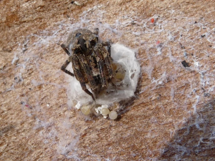 Zoropsis spinimana con ovisacco